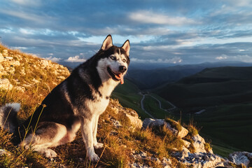 A beautiful dog of the Siberian Husky breed sits on a rock high in the mountains at sunset. Free life concept © Валентина Баранова