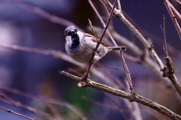 black backed shrike