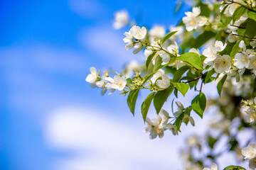 Jasmine blossom branch in the garden in spring
