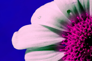 close-up chamomile flower. pop-art colors.
