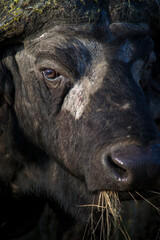 Cape Buffalo taken in the wilderness of Kruger National Park, South Africa