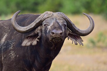 Fototapeta premium Cape Buffalo taken in the wilderness of Kruger National Park, South Africa