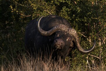 Cape Buffalo taken in the wilderness of Kruger National Park, South Africa