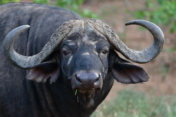 Cape Buffalo taken in the wilderness of Kruger National Park, South Africa