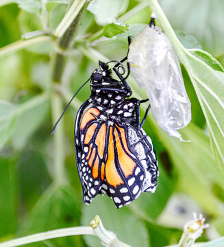 Monarch Butterfly (Danaus plexippus) newly emerge from its chrysalis.  The butterfly will pump hemolymph from its enlarged abdomen to expand its wings  and then allow them to dry.  Closeup.