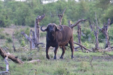 Cape Buffalo taken in the wilderness of Kruger National Park, South Africa