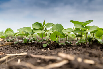 Fresh green soy plants on the field in spring. Rows of young soybean plants 