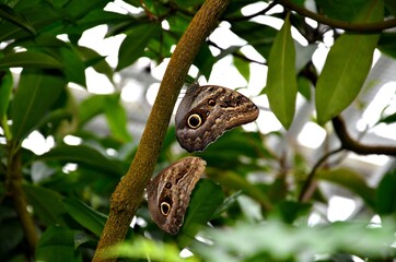 Topische Schmetterlinge, Waldeule, caligo eurilochus, Bananenfalter