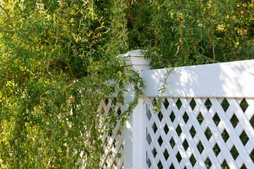 Curly japanese willow salix erythroflexuosa next to a white plastic fence. Matsuda willow twisting trunk with leaves. Beautiful japanese decorative tree.
