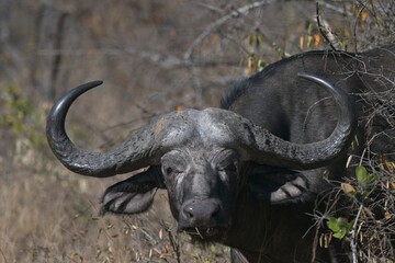 african buffalo in the savannah