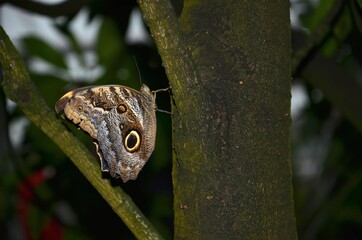 Tropische Schmetterlinge, Waldeule, caligo eurilochus, Bananenfalter