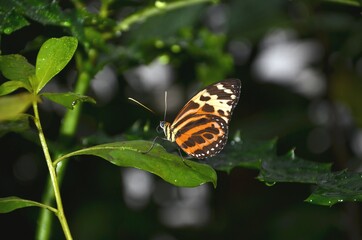Fototapeta na wymiar Tropische Schmetterlinge, Falter