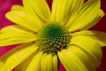 close up of yellow flower  isolated on red background. 