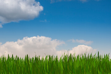 Fototapeta na wymiar Green grass and blue sunny sky spring landscape. Perfect for backgrounds