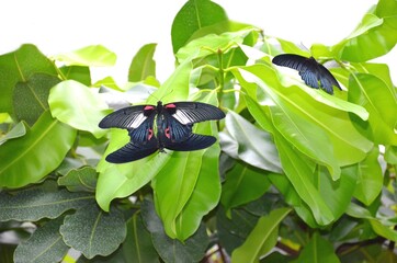 Papilio rumanzovia, rote Mormone, tropische Schmetterlinge