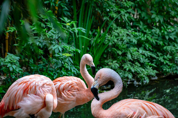 Flamingo Birds. The American flamingo (Phoenicopterus ruber) is a large species of flamingo also known as the Caribbean flamingo