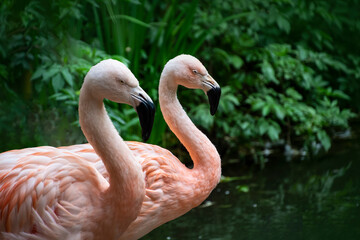 Flamingo Birds. The American flamingo (Phoenicopterus ruber) is a large species of flamingo also known as the Caribbean flamingo