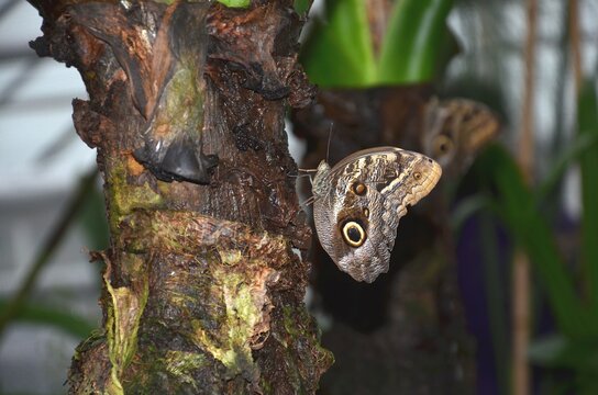 Tropische Schmetterlinge, Waldeule, caligo eurilochus