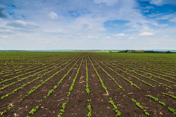 Fresh green soy plants on the field in spring. Rows of young soybean plants 