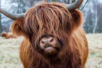 Close up of a highland cow - obrazy, fototapety, plakaty