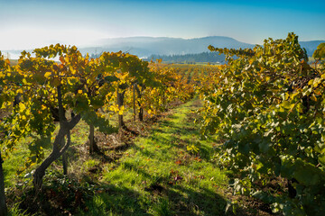 Naklejka premium Rows of grapee plants in avineyard near Salem, Oregon