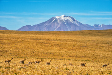 Vicunas on the meadow, San Pedro de Atacama, Antofagasta Region, Chile