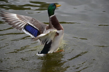Ente