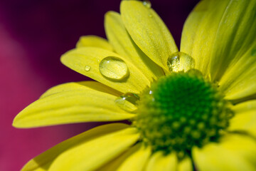 close up of yellow flower  isolated on red background. 