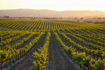 Warme ondergaande zon die gouden licht overspoelt met wijngaardlandschap met glooiende heuvels