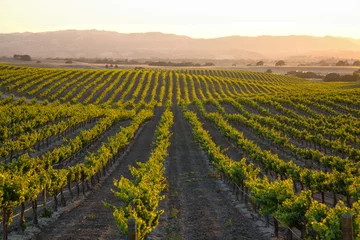 Fototapete Weinberg   Warm setting sun flooding golden light over vineyard countryside with rolling hills