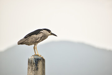 Close-up of a black-crowned night heron (Nycticorax nycticorax) perched on a pillar in contrast with the white sky.