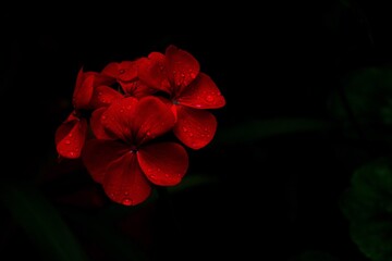 flores rojas en fondo negro