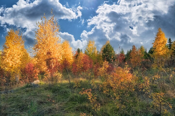 Fototapeta premium Beautiful autumn landscape. Autumn yellow and red forest, nature autumn landscape.