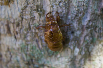 Dry bark of an insect on a tree in Brazi