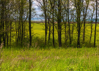 Spring view with rapeseed yellow blooming fields and small grove. Natural seasonal, good weather, climate, eco, farming, countryside beauty concept.