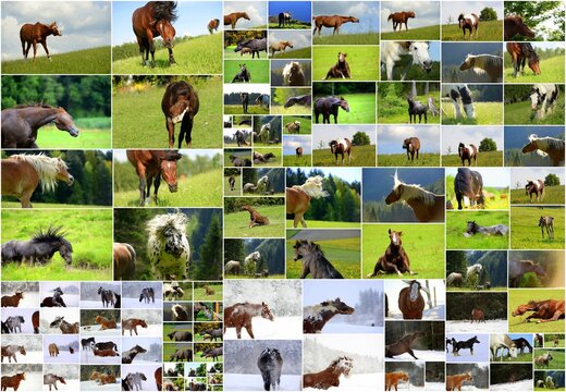 Shaking horses. Collage aus vielen Einzelbildern sich schüttelnder Pferde