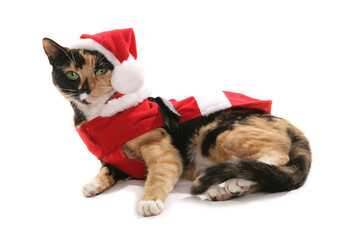 christmas cat