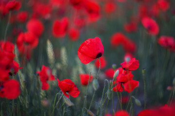Red poppies close-up on a blurry background. Poppy field. Spring background.