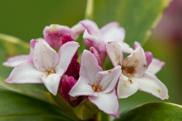 Macro shot of perfume princess Daphne flowers in bloom