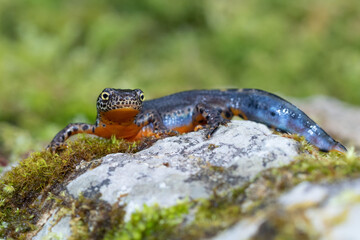 Alpine newt showing off its colorful