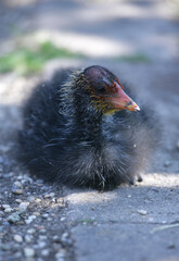 Coot