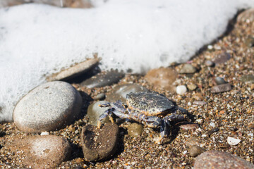 The jaguar round crab (lat. Xantho poressa), of the family Xanthidae. The Black Sea, Eastern Crimea.