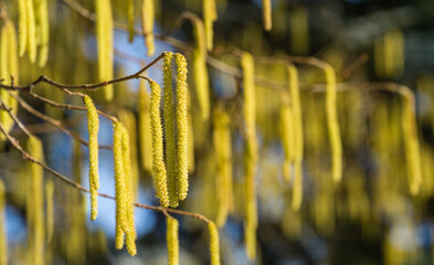 Close-up of yellow flowering hazelnut catkins (earrings) on blurred background of lot beautiful and allergenic hazel catkins Corylus avellana or Corylus maxima. Selective focus on single catkins.