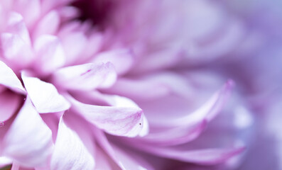 close up of purple  gerbera daisy flower with drops.  macro.