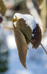 Viburnum rhytidophyllum Alleghany with white snow in spring garden. Leatherleaf Viburnum beautifully even in full shadow of evergreen trees. Selective focus. Nature concept for design