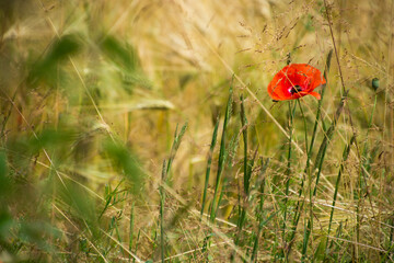 czerwone maki wśród kłosów zboża © Andrzej Michaluk