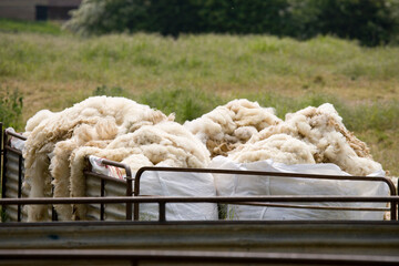 Sheep © Chris Brignell