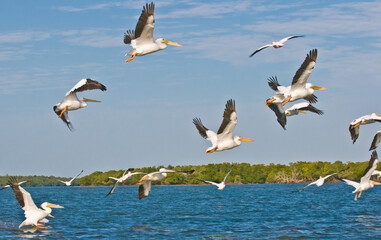 Fototapeta na wymiar front view, far distance of a group, of white pelicans taking off a tropical sandbar and flying to a new location, on gulf of Mexico, sunny day