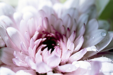 close up of purple  gerbera daisy flower with drops.  macro.