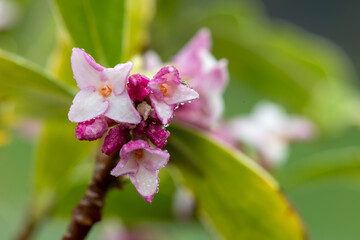 Macro shot of perfume princess Daphne flowers in bloom